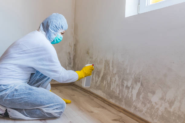 Mold Remediation specialist working in Franktown