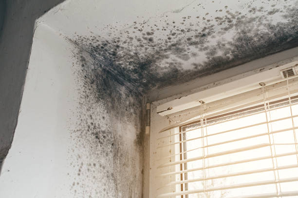 Mold Removal service in Franktown